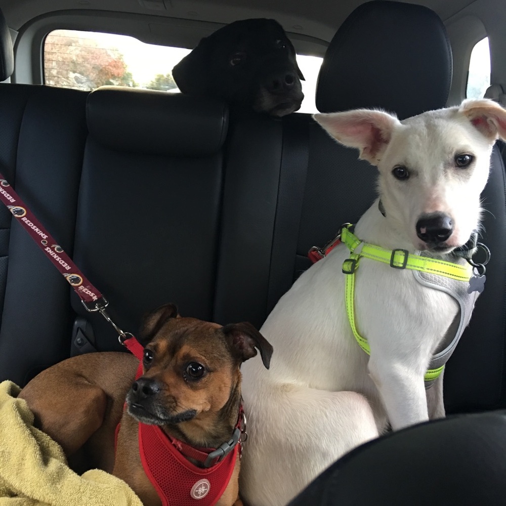 Meet your Posher, Samantha